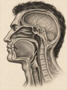 Tongue against palate